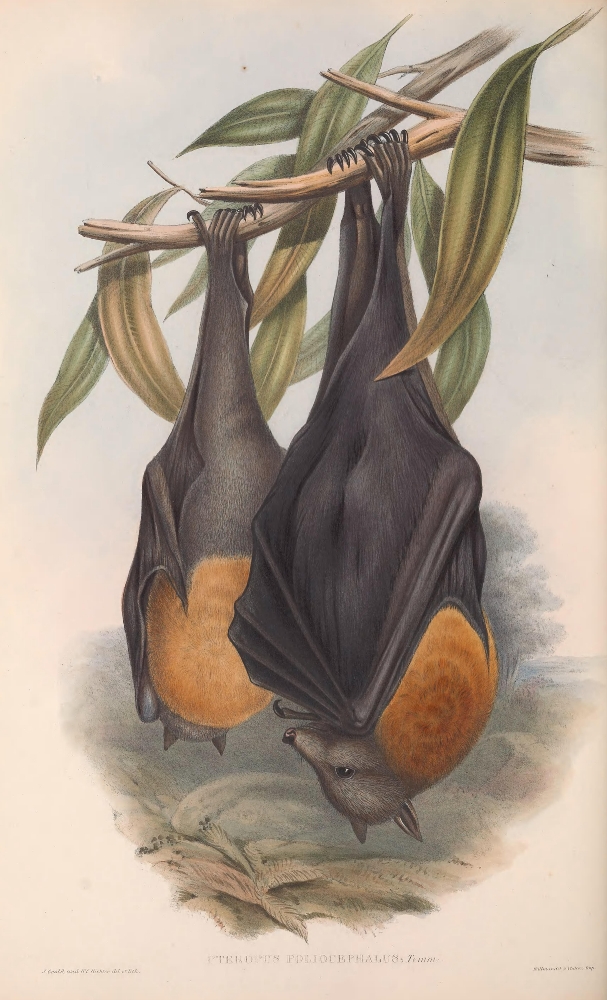 Grey-headed Vampire Bat color illustration