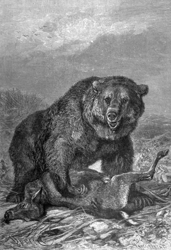 grizzley bear with prey animal historical illustration