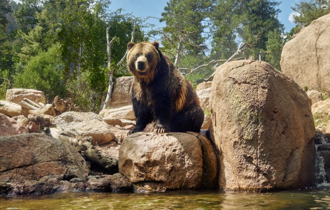 grizzly-bear-at-the-cheyenne-mountain-zoo-in-colorado