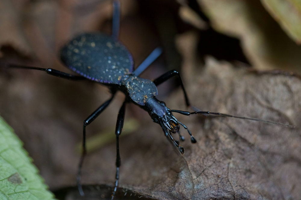 Ground beetle scaphinotus angusticollis