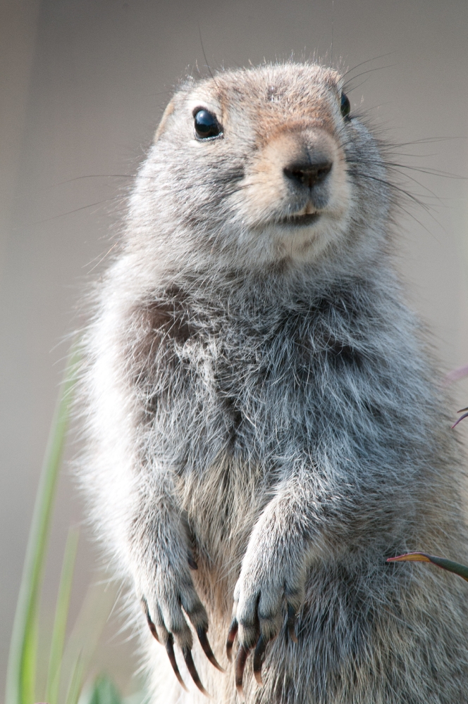 ground squirrel near denali alaska