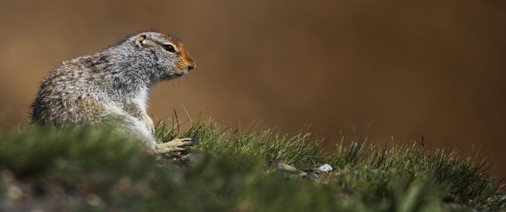 ground squirrel on the side of the road