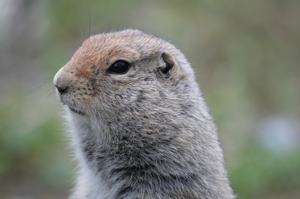 ground squirrel side view alaska