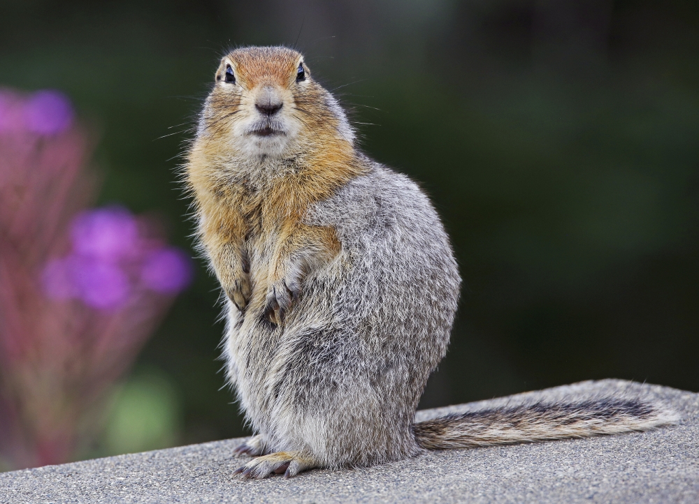 ground squirrel sits on River bridge