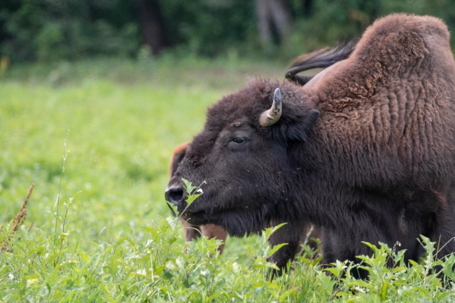 group of american bison eating grass photo