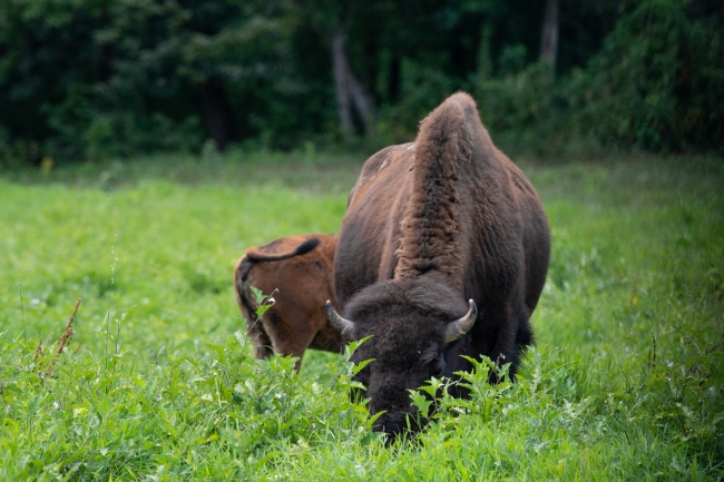 group of american bison eating grass photo