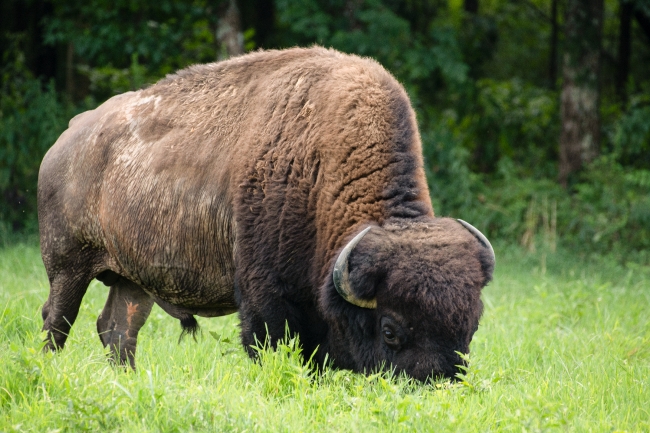 group of american bison eating grass photo