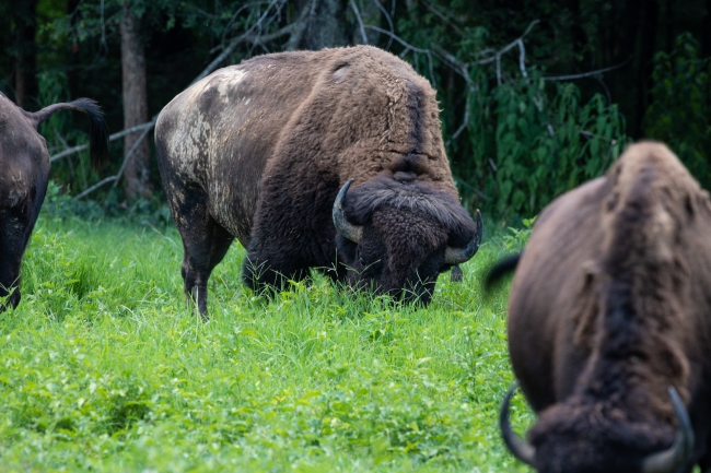 group of american bison eating grass photo