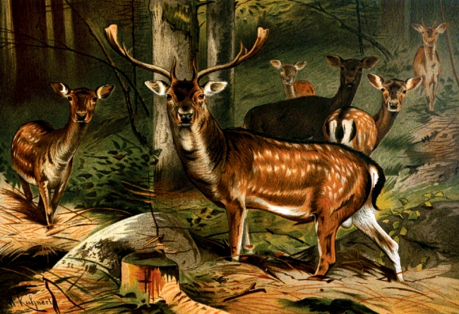 group of deer in forest animal historical illustration