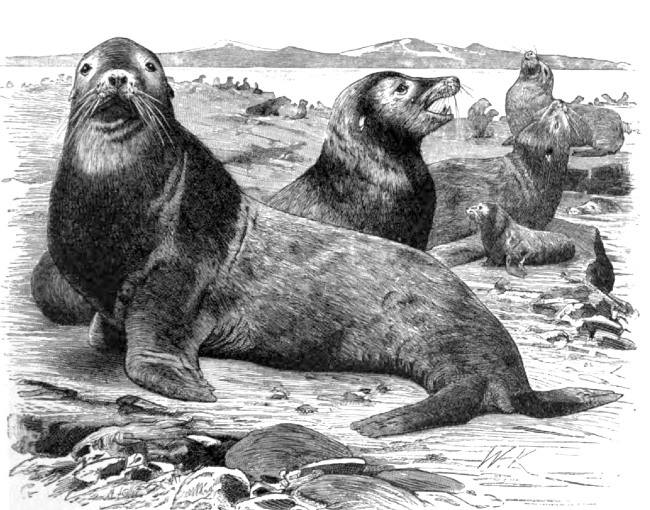 group of sea lions animal historical illustration