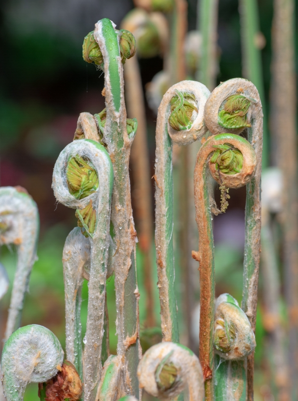 group of tightly spirals of a fern fronds or crozier photo