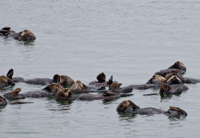 group sea otter floating along california coast