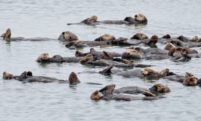 group sea otter floating along california coast