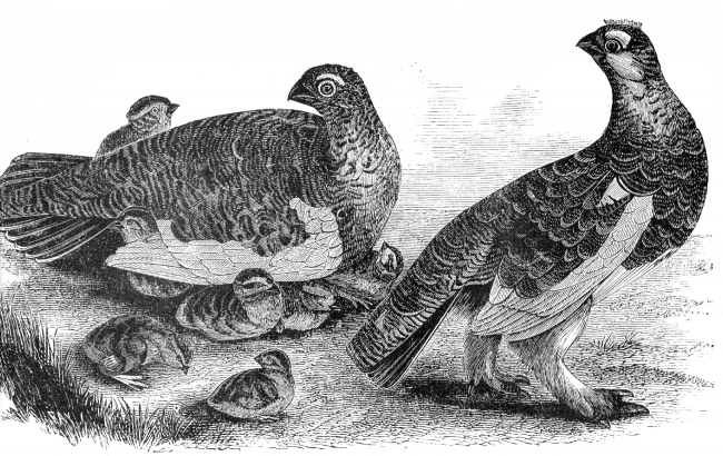 grouse birds with babies engraved illustration