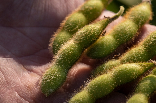 Hand holding freshly picked soybeans