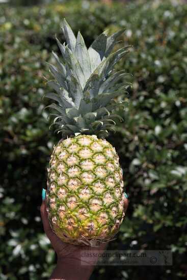 Hand holding up a fresh pineapple