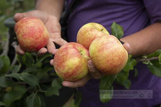 Hands holding harvested ripe apples from field
