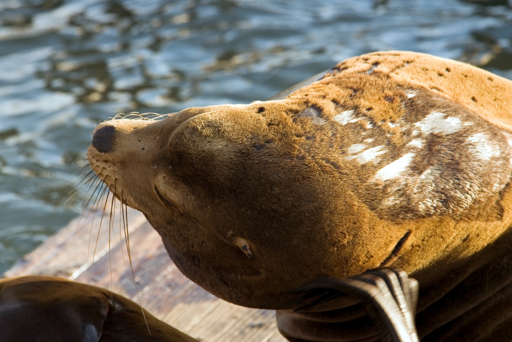 harbor seals san francisco pier