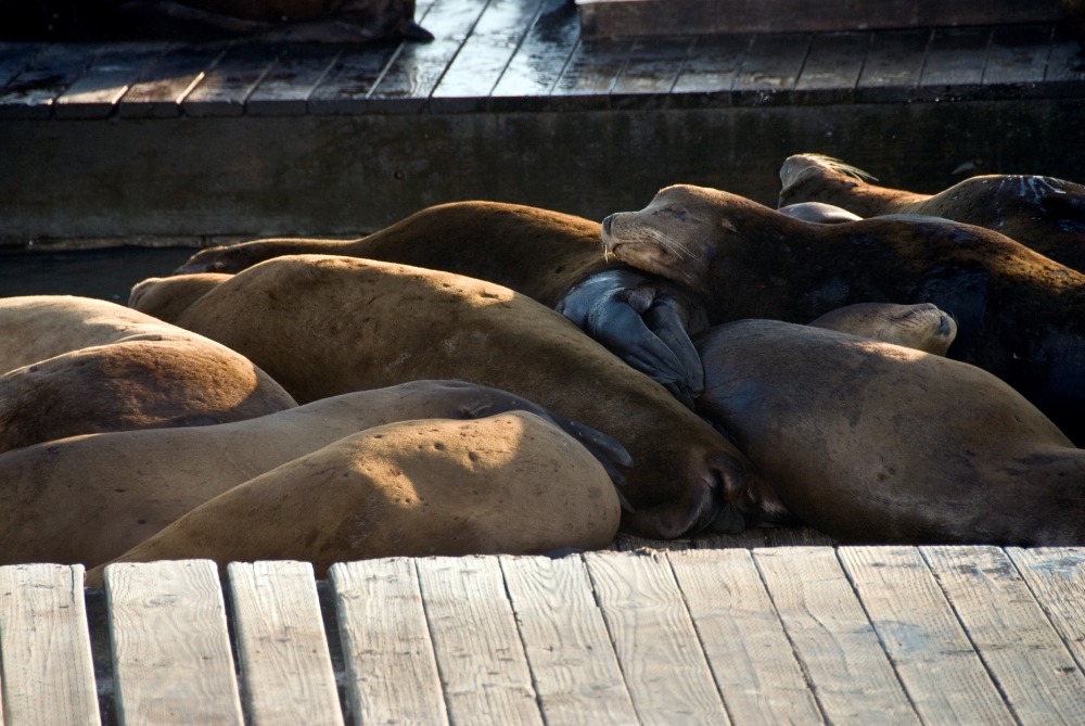 harbor seals san francisco pier 518