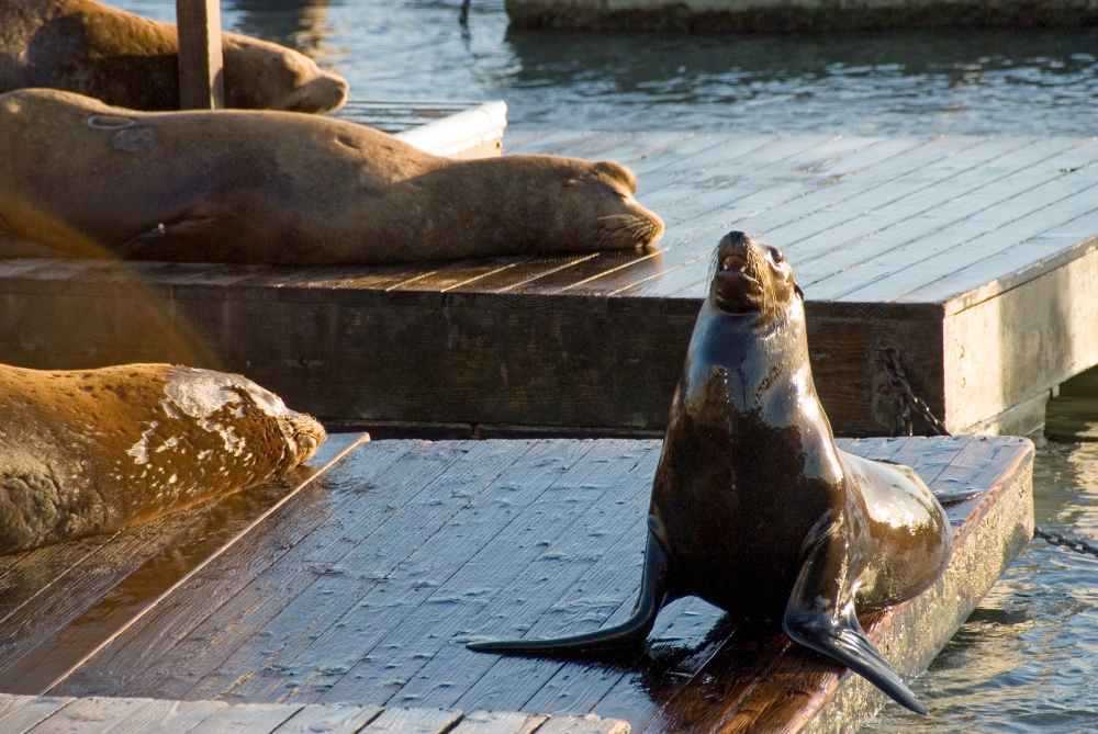 harbor seals san francisco pier 528