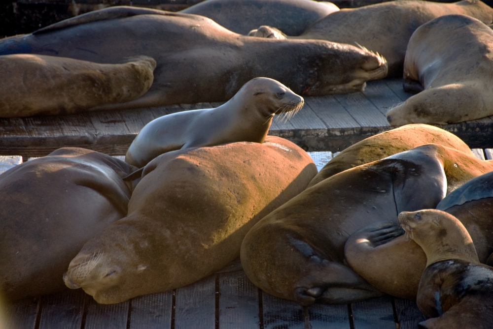 harbor seals san francisco pier 538