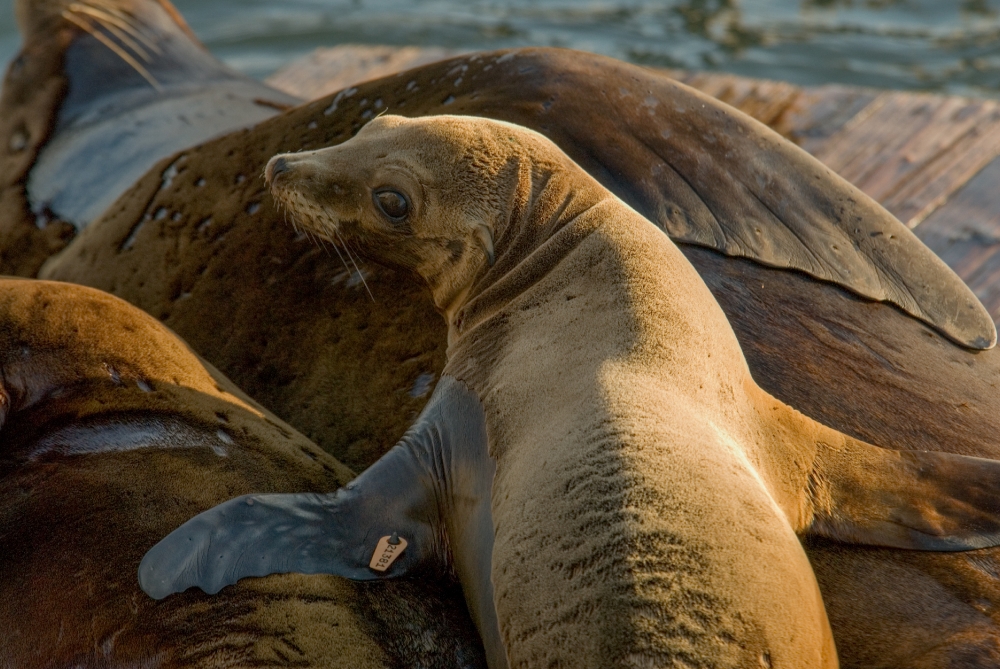 harbor seals san francisco pier 665