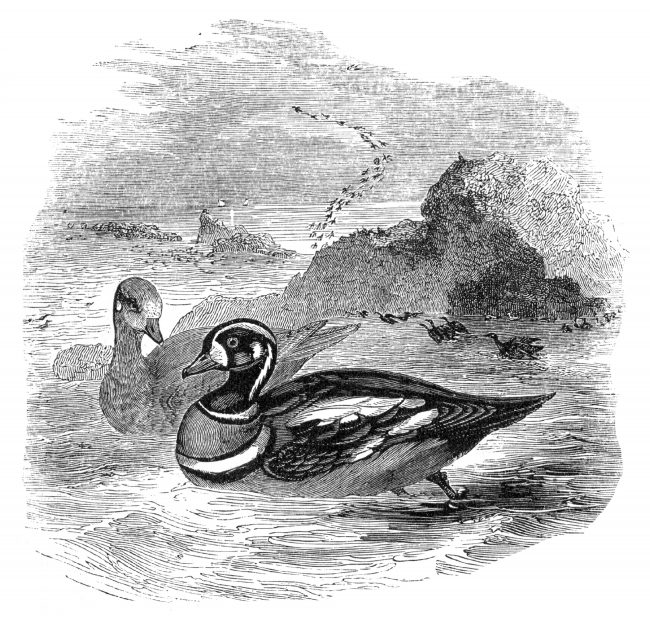 harlequin bird illustration duck