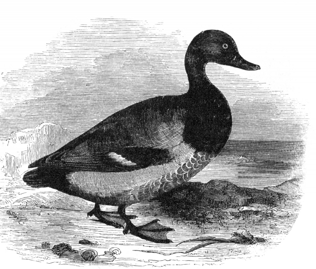 harlequin duck bird illustration duck