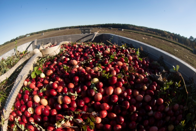 Harvested cranberry