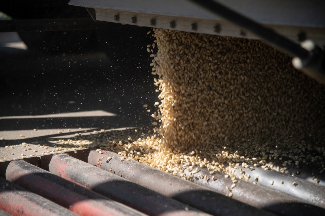 Harvester corn from fields