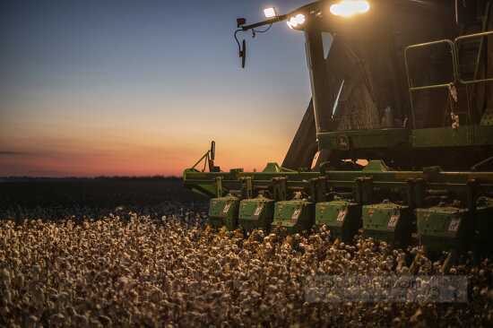 harvesting cotton in the evening