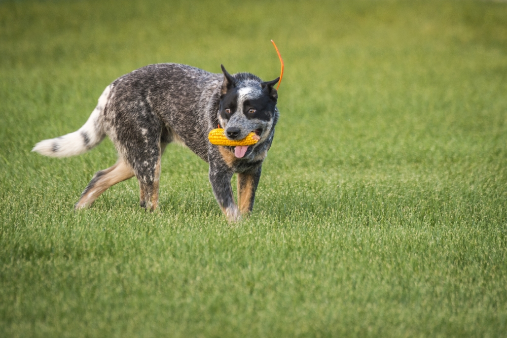 having fun with the family dog