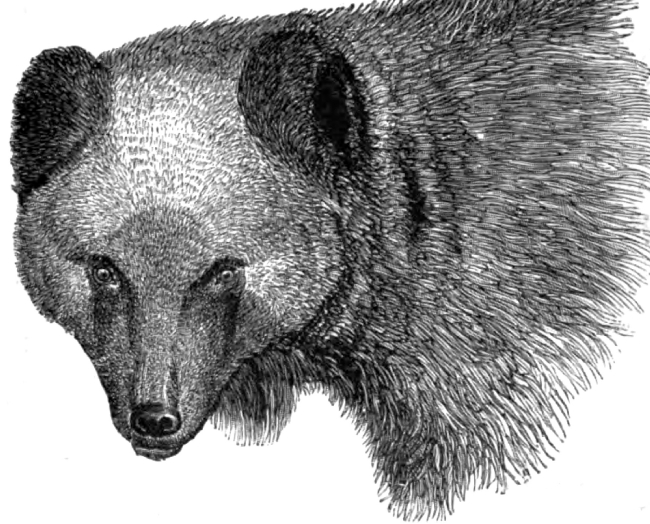 head of brown bear animal historical illustration