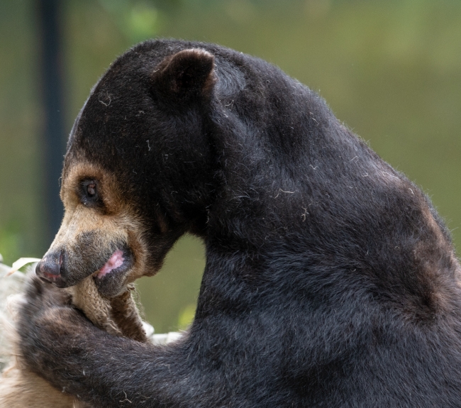 helarctos malayanus euryspilus sun bear photo