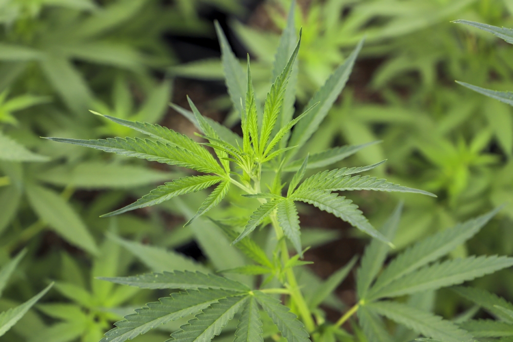 Hemp plants flourish on a farm in Maryland 2