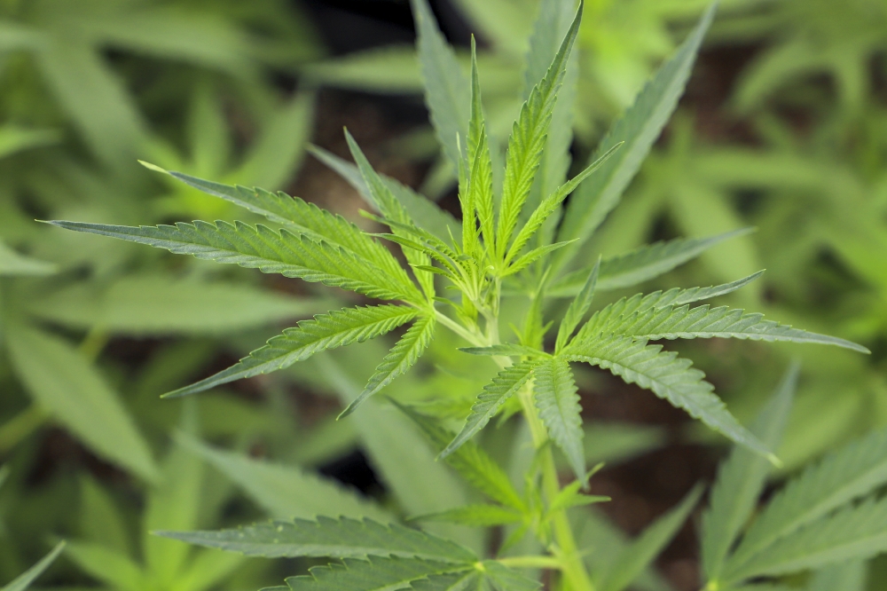 Hemp plants flourish on a farm in Maryland 22