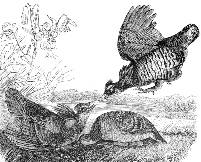 hens fightining engraved bird illustration