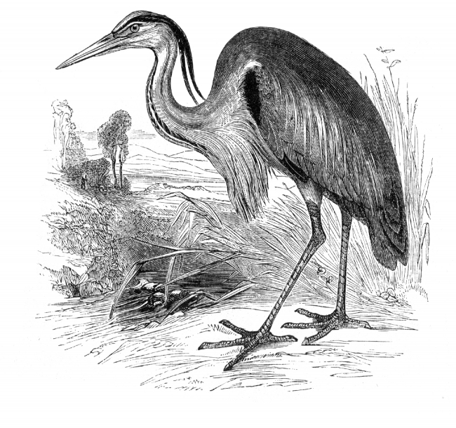 heron bird illustration