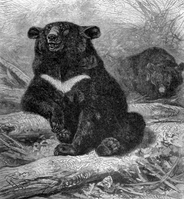 himalayan black bear animal historical illustration