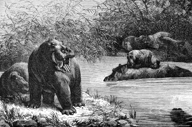 hippopotamus illustration
