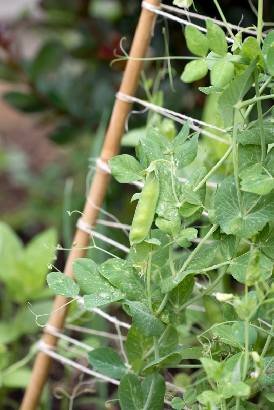 home garden growing organic sugar snap peas photo