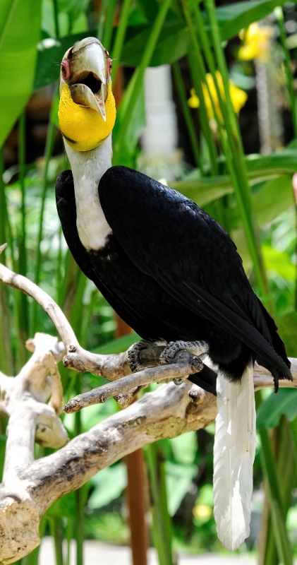 Hornbill Bird Picture 6137A