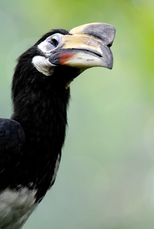 Hornbill Photo Image 0187A