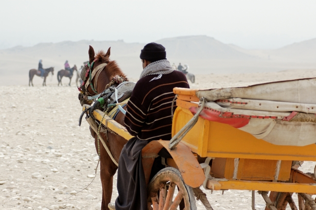 Horse and cart near great pyramids Photo 6896