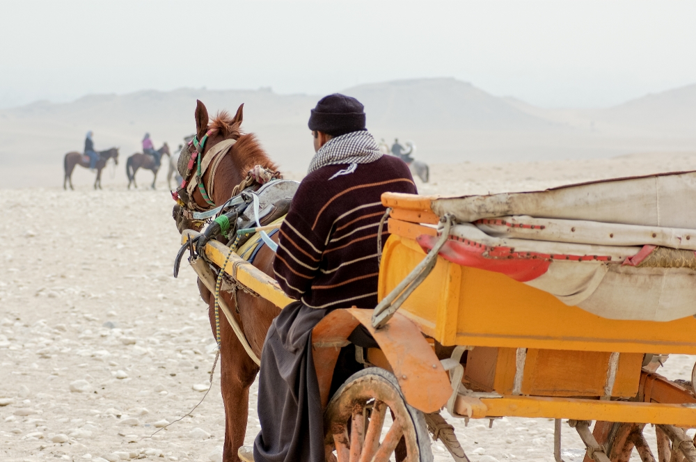 Horse and cart near great pyramids Photo 6896