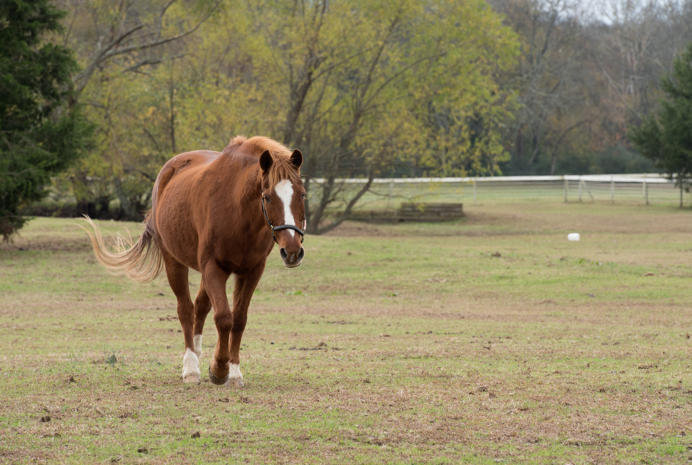 Horse walking Front View Photo Image