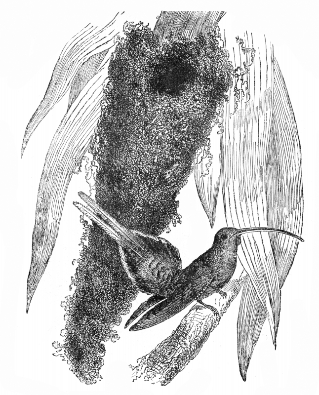 hummingbird illustration 14