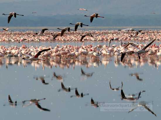 hundreds of pink flamingos lake nakuru africa