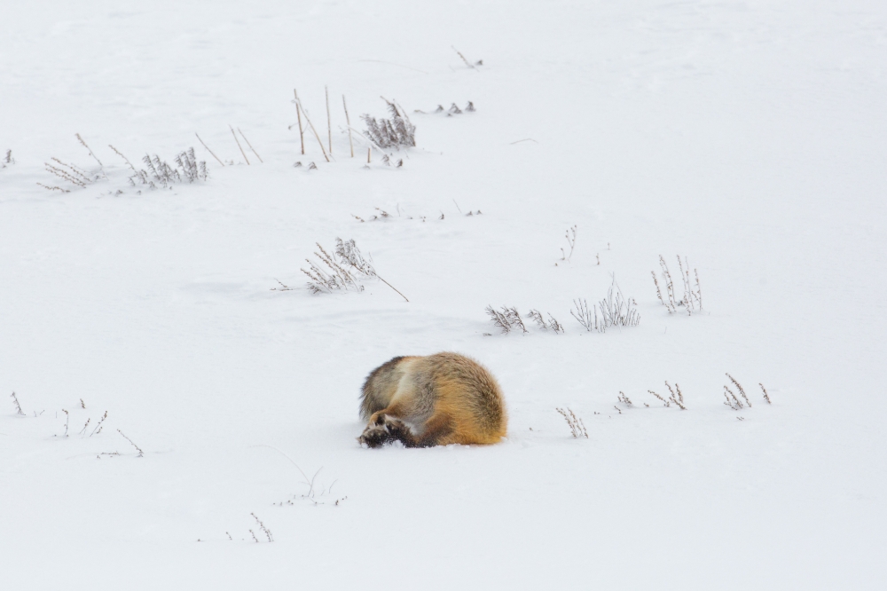 hunting fox hayden valley 43