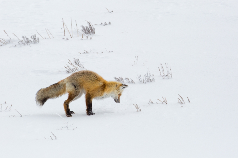 hunting fox in snow hayden valley yellowstone